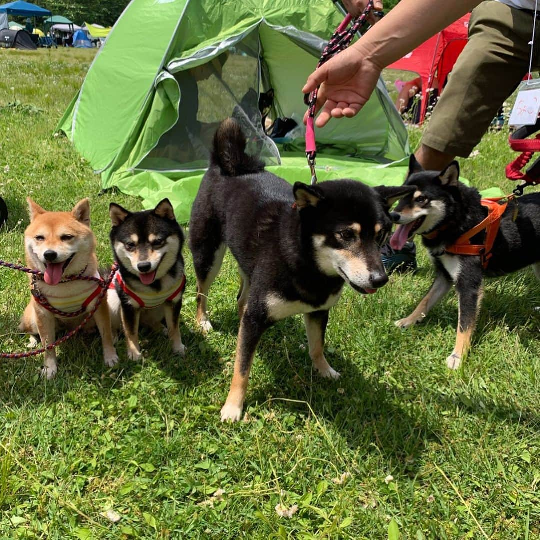 豆柴なつ&ふゆさんのインスタグラム写真 - (豆柴なつ&ふゆInstagram)「We go to Japanese dog festival🐕✨😊💓 日本犬祭りに参加🐕😊💓✨ お友達に会って来ました💕 ②官兵衛くん ③くるみちゃん ④ひまわりちゃん ⑤ちょこ・せんべえくん  #旅行 #trip #那須ハイランドパーク #日本犬祭り #柴友 #柴犬#shiba #shibainu #shibastagram #shibamania #sweet#豆柴#癒し  #仲良し #pecoいぬ部#doglove #dogstagram #dogoftheday #かわいい#instashiba  #🐕📷 #ふわもこ部 #friends #犬#instacute #柴#proudshibas #cutepets #わんこ」5月26日 14時55分 - mameshiba.natsuinu56