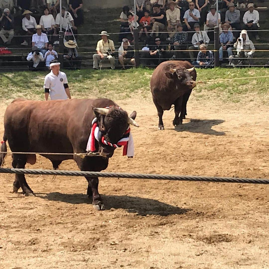 ミノルクリスさんのインスタグラム写真 - (ミノルクリスInstagram)「山古志牛の角つき Yamakoshi,Nagaoka,Japan. #山古志闘牛場 #bullfight  #山古志」5月26日 15時32分 - djminoruchris