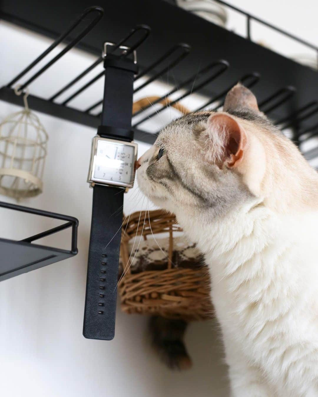 のインスタグラム：「しらすが久しぶりにこのアイアンの飾り棚に乗っていました。 我が家では、猫たちの居場所で、季節の変化を感じます笑笑  #cat  #scottishfold  #猫のいる暮らし  #ragdoll  そして、 @nomonday_jp 様より、素敵な時計をいただきました⌚️ 思ったよりも大きめのスクエアフェイス。でもつけ心地はよく邪魔になりません。どんなシチュエーションでも使えます(^^) そして、なによりも日付があるのはすごく便利なことに気づきました。スマホを出す必要なし(笑)  クーポンコード『milky517』 こちらのクーポンコードで10%offになります。  #nomonday  #ノーマンデー #腕時計  #時計  #手元倶楽部」