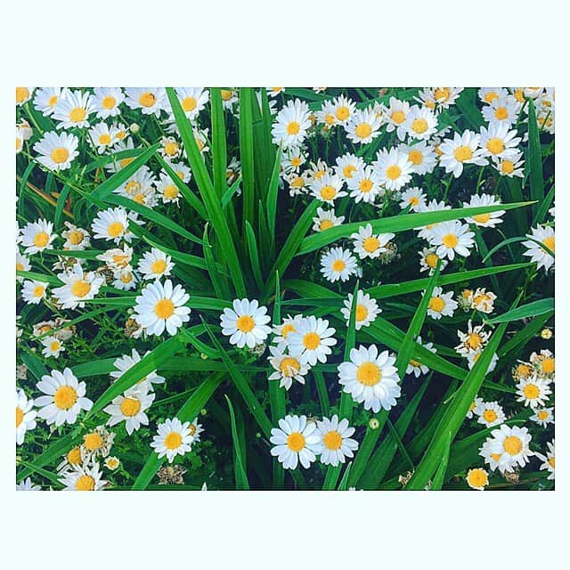 七瀬遥さんのインスタグラム写真 - (七瀬遥Instagram)「今日も真夏日〜☀️🌼🌼🌼☀️ #真夏日#暑い#flower#beautiful#smile#love#friend#good#happy#smile#tokyo#japan」5月26日 15時43分 - haruka_mh