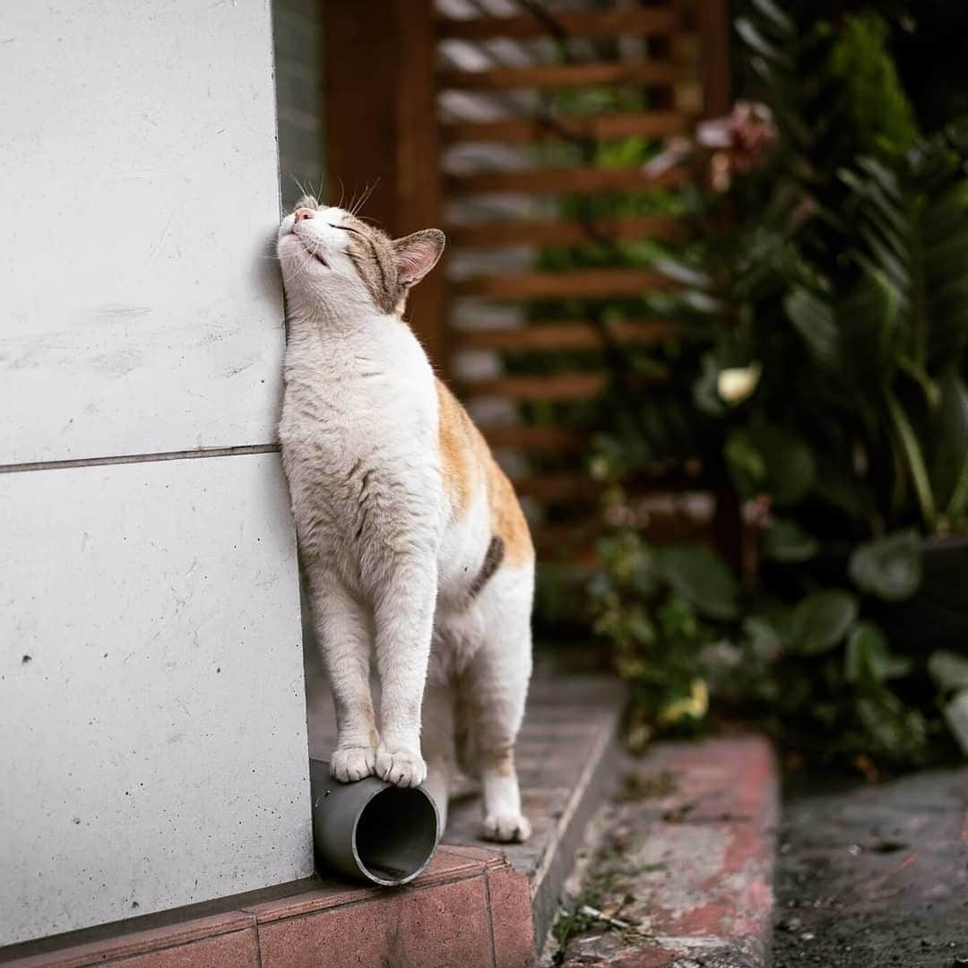 NEKOくらぶさんのインスタグラム写真 - (NEKOくらぶInstagram)「|| Carefree. / 気持ちいいですにゃーん。⠀ @richardho8855 さんの作品ですにゃ（＝ΦωΦ＝）⠀ *⠀ いいね！＆コメント大歓迎！！⠀ *⠀ #nekoclub #NEKOくらぶ #Japan #Photo #写真 #日本 #cat #ネコ #ねこ #猫 ⠀ Follow: @nekoclub_jpn⠀ *⠀ ▼【廣済堂出版共同企画】NEKOくらぶの皆さまとつくる「NEKOくらぶ写真集」、発売中♪（＝ΦωΦ＝）⠀ ※詳細は本アカウント「 @nekoclub_jpn 」のプロフィールに固定しているハイライトから」5月26日 16時00分 - nekoclub_jpn