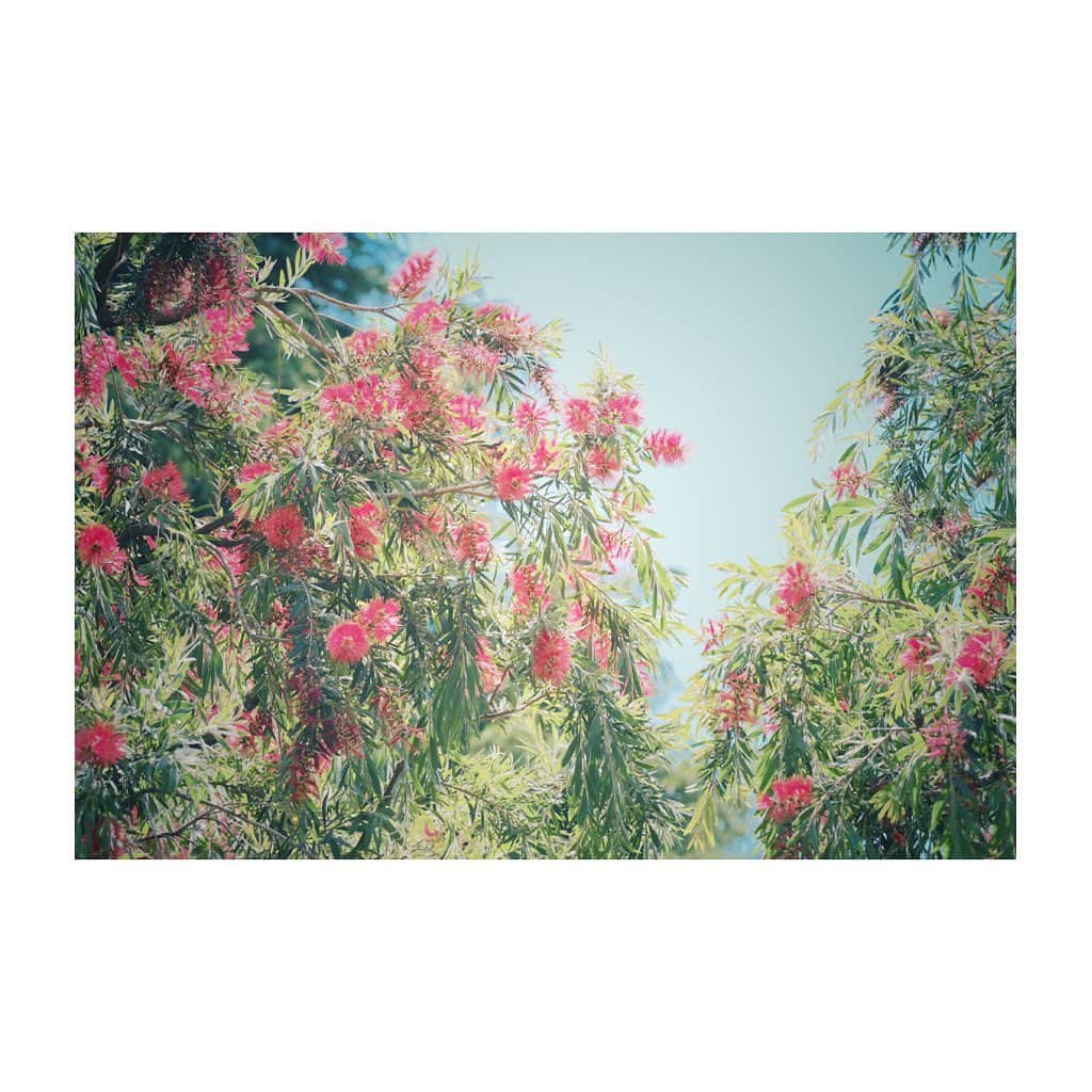 紗々さんのインスタグラム写真 - (紗々Instagram)「花？なのか、木なのか。エキゾチックだった。 * #カメラ女子 #旧古河庭園 #お散歩カメラ #花の写真館 #photography #flowers #tree #instaflower #instagram #japanesegirl #fujifilmxt3」5月26日 16時23分 - 03sasa03
