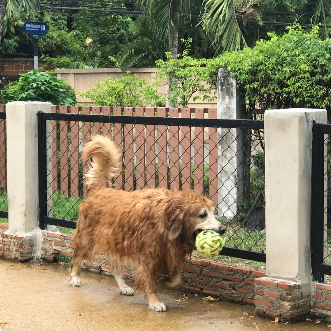 Hoykong&Plamuekのインスタグラム：「Wet Sunday #happytime #hoykong」