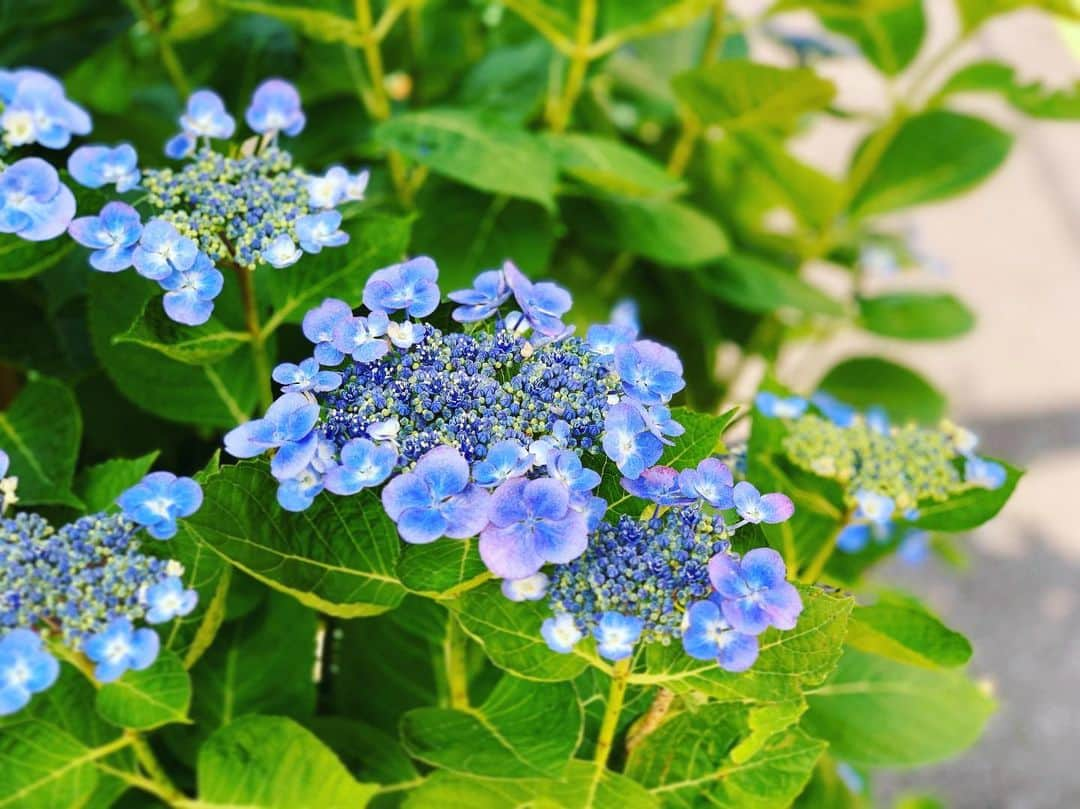 三倉茉奈さんのインスタグラム写真 - (三倉茉奈Instagram)「紫陽花が咲き始めてました！ あぁ可愛い。 このちょっとずつ咲いていく感じも可愛いよね。 さぁ舞台三婆も、今日稽古場でのお稽古が終わり、 次はいよいよ劇場入り。どきどき。 まずは大阪松竹座。 松竹座は昨年2月の「泣いたらあかんで通天閣」以来！ 4度目の松竹座出演。地元大阪ということもあり、劇場の皆さんがいつもホームのように迎えて下さるのが嬉しい。楽しみ。 さぁ頑張ろう。楽しもう。 #紫陽花 #梅雨 #稽古最終日 #次は小屋入り #大阪松竹座 #三婆」5月26日 17時20分 - mana_mikura_official