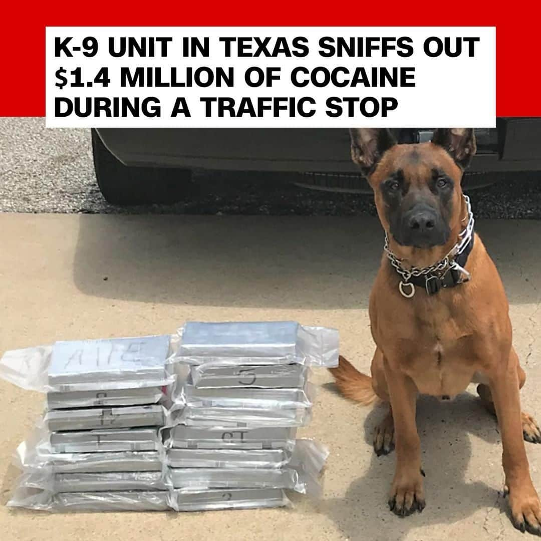 CNNさんのインスタグラム写真 - (CNNInstagram)「Good boy, Spyke! A drug task force officer and his K-9 partner tracked down a stash of more than 60 pounds of cocaine with a street value of $1.4 million in the Houston area this week. Police arrested a 50-year-old suspect on two felony charges. (📸: Fort Bend County Sheriff's Office)」5月27日 3時00分 - cnn