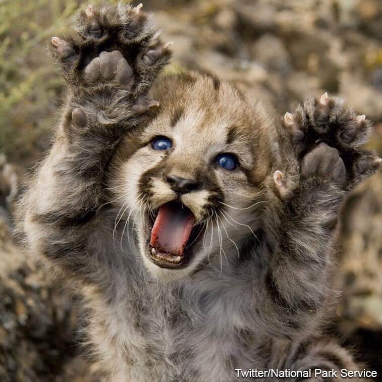 ABC Newsさんのインスタグラム写真 - (ABC NewsInstagram)「ROAR! Researchers capture an up-close photo of a fearsome (and adorable) baby mountain lion at the Grand Canyon National Park. #babyanimals #cuteanimals #nps #nationalparks #nationalparkservice #grandcanyon #lion #kitten #cub #wildlife」5月27日 2時54分 - abcnews
