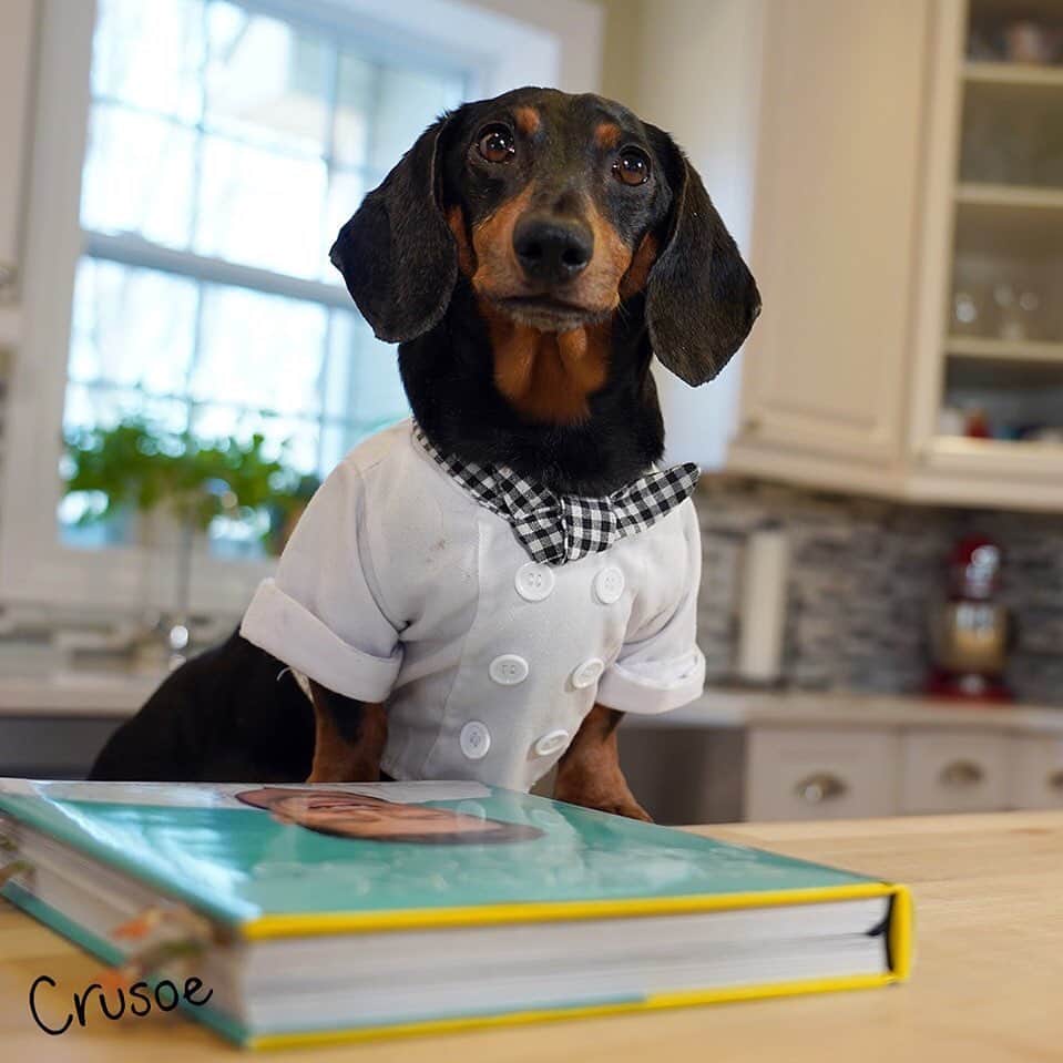 Crusoe the Celebrity Dachshundさんのインスタグラム写真 - (Crusoe the Celebrity DachshundInstagram)「"Sorry folks, as it's a long weekend we're skipping this week's episode as well - but when we return next Sunday, guess who's taking their turn in the kitchen!? 😮😉😜" What do you think he'll make?? ~ Crusoe」5月27日 3時06分 - crusoe_dachshund
