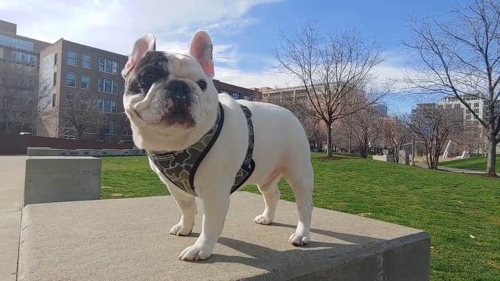 Manny The Frenchieのインスタグラム：「Mornings with mom is one of my fav things! And a close second is.....eating! 😜 #Petnet #Petnetio #SmartFeeder」