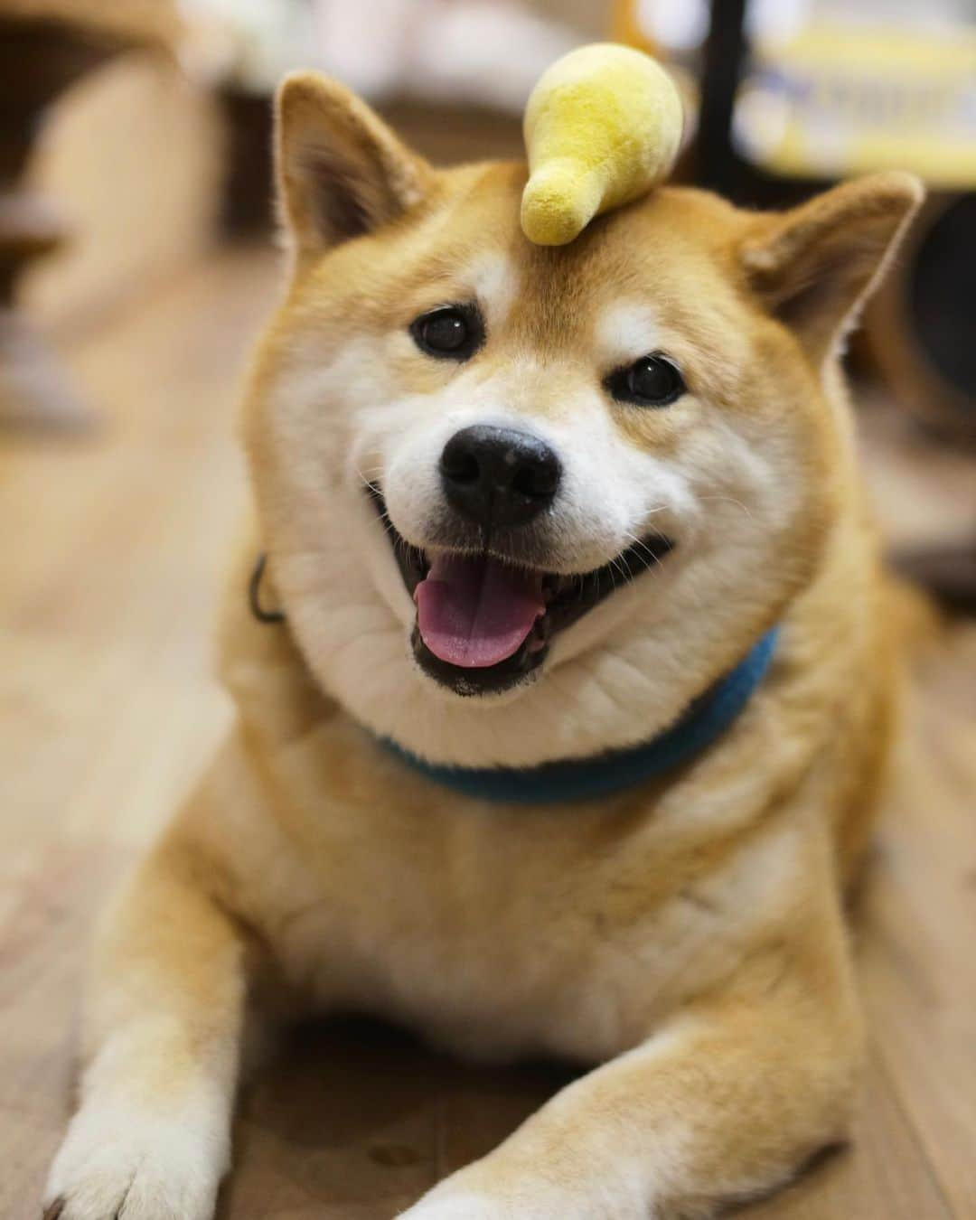 まる（まるたろう）さんのインスタグラム写真 - (まる（まるたろう）Instagram)「Would you like a bite?✨🐶🍌✨バナナお一ついかが？ #今日は北海道が超暑かったらしいね #やばくね #冷やしバナナ食べた方がいいかもよ #冷凍バナナも美味しいね #バナナどーぞ」5月26日 19時19分 - marutaro