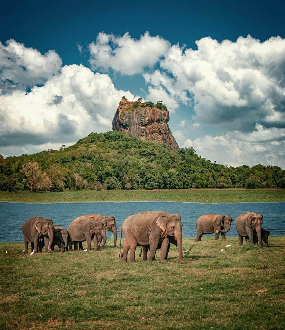 Discover Earthさんのインスタグラム写真 - (Discover EarthInstagram)「Discover the beautiful ancient rock fortress of Sigiriya, one of the most valuable historical monuments of Sri Lanka ! 🇱🇰🐘 Share this with the people you would want to discover Sri Lanka with ! — 📍#DiscoverSriLanka — 📸 Photos by @kyrenian」5月26日 19時23分 - discoverearth