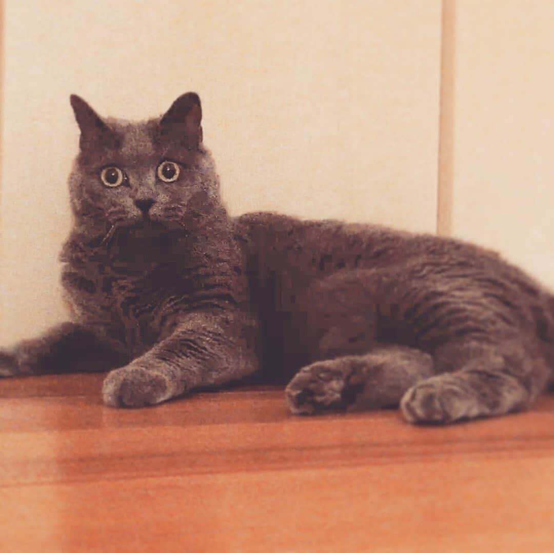 チキン南蛮カレーのルウ王子のグルメインスタ