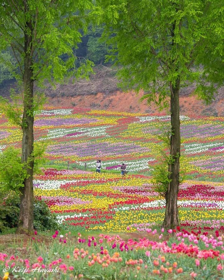 花の写真館さんのインスタグラム写真 - (花の写真館Instagram)「Photo by @hayapt_555.⠀ https://instagram.com/hayapt_555/⠀ .⠀ Original Post[投稿頂いたURL]⠀ https://www.instagram.com/p/BU0NiYhD477/⠀ .⠀ 本アカウントは、 #私の花の写真 をつけてInstagramに投稿された皆さまの花の写真や、「花の写真館」Facebookページで投稿された花の写真を紹介します。⠀ 「花の写真館」Facebookページは、「 @floral.photograph 」のプロフィールにあるURLからご覧ください。⠀ .⠀ #花の写真館 #floralphotograph #floralphoto #flower #flowers #富士フイルム #FUJIFILM⠀ Follow: @floral.photograph」5月26日 19時30分 - floral.photograph