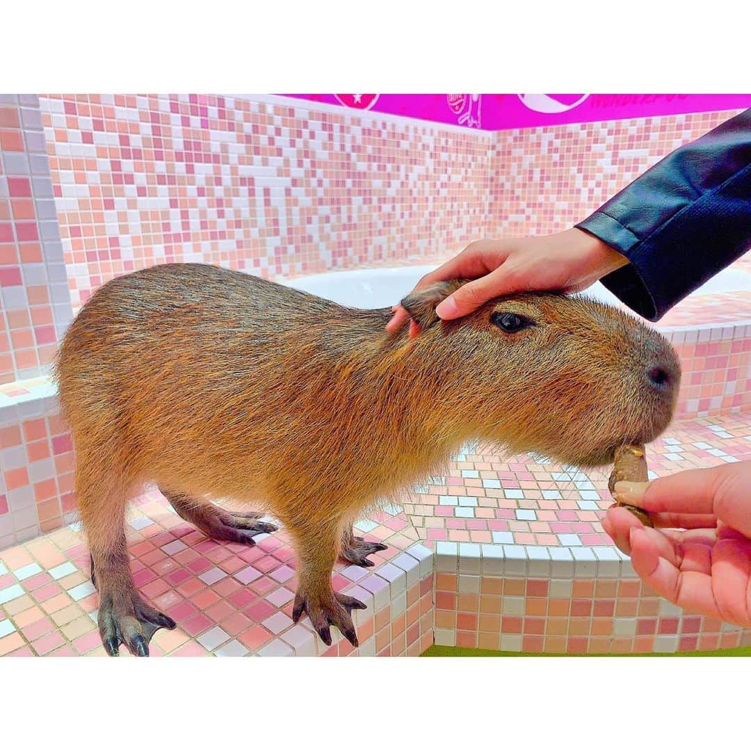 アンジェラ芽衣さんのインスタグラム写真 - (アンジェラ芽衣Instagram)「カピさんに会いてえなああああああああぁぁぁ #カピバラ」5月26日 20時18分 - ange_la00