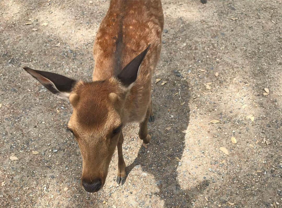 山田義孝さんのインスタグラム写真 - (山田義孝Instagram)「🦌🦌🦌 31公演目は奈良。 エピソード4『47』のファイナル。 幸せな夜だ。 また会いにくるよ。 #吉田山田47都道府県ツアー #2人またまた旅2019 #エピソード4 #neverland」5月26日 20時14分 - yamadayositaka