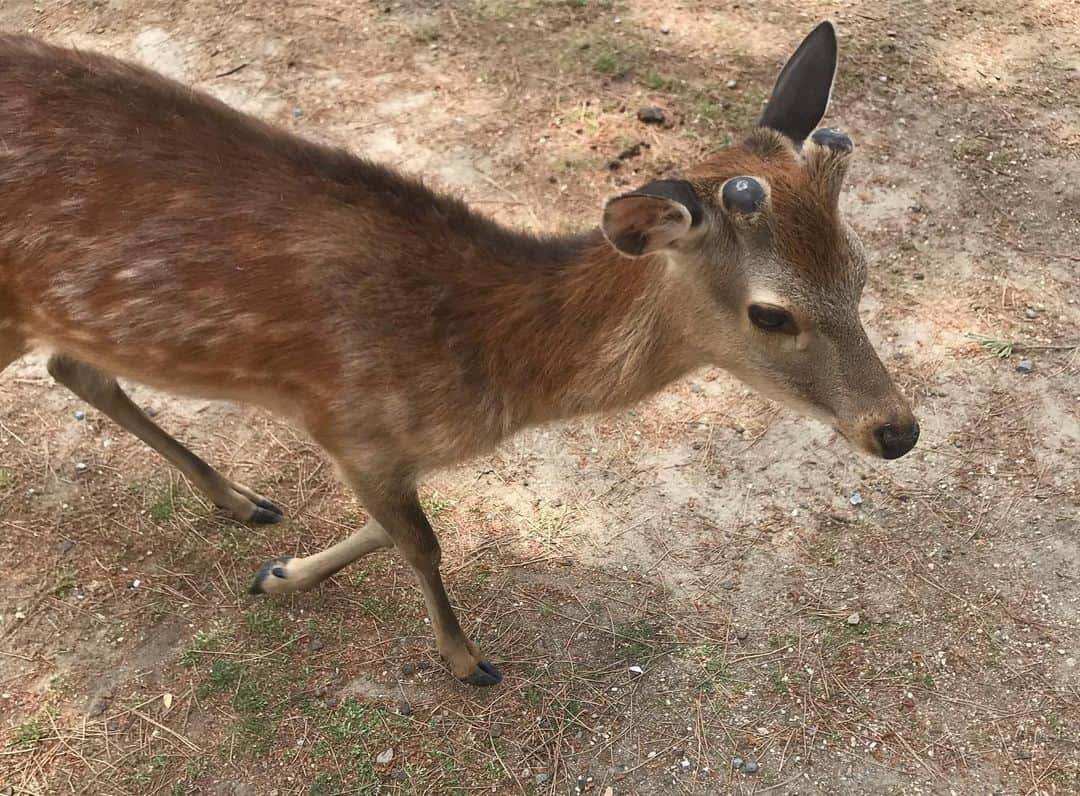 山田義孝さんのインスタグラム写真 - (山田義孝Instagram)「🦌🦌🦌 31公演目は奈良。 エピソード4『47』のファイナル。 幸せな夜だ。 また会いにくるよ。 #吉田山田47都道府県ツアー #2人またまた旅2019 #エピソード4 #neverland」5月26日 20時14分 - yamadayositaka