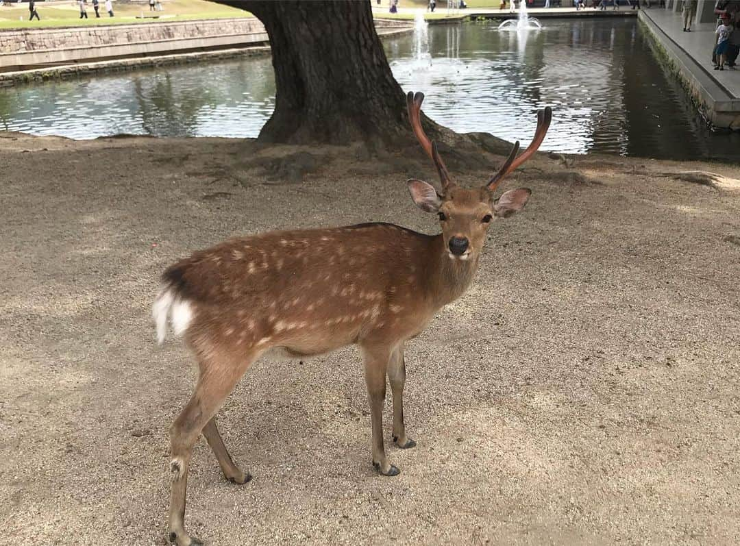 山田義孝さんのインスタグラム写真 - (山田義孝Instagram)「🦌🦌🦌 31公演目は奈良。 エピソード4『47』のファイナル。 幸せな夜だ。 また会いにくるよ。 #吉田山田47都道府県ツアー #2人またまた旅2019 #エピソード4 #neverland」5月26日 20時14分 - yamadayositaka