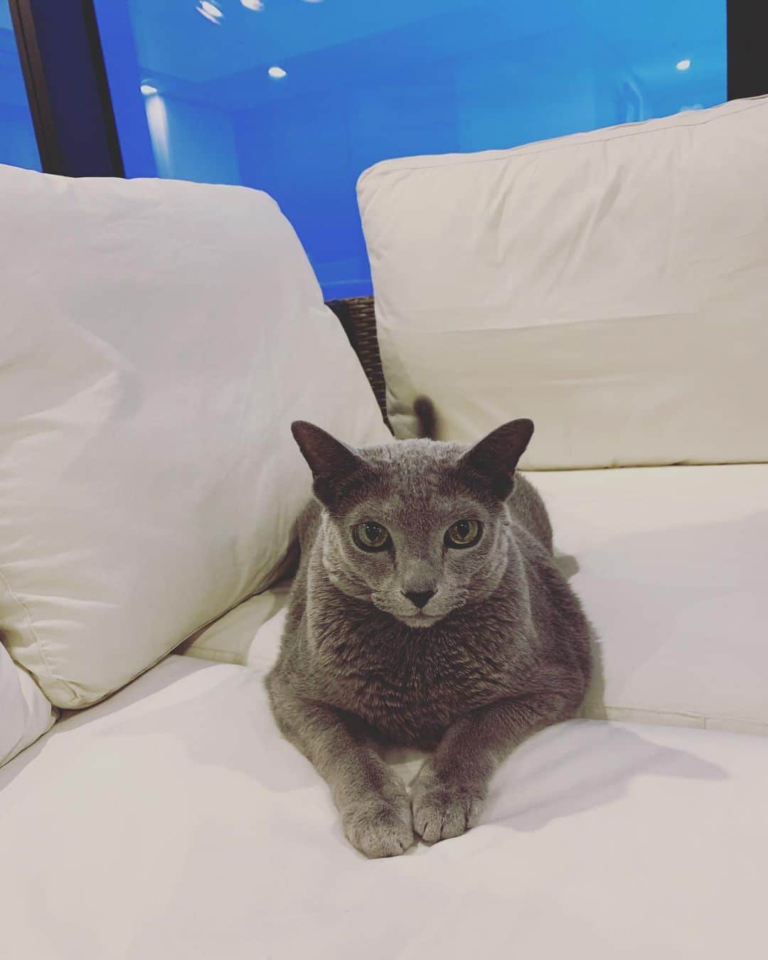 のインスタグラム：「気難しいかげちよさん🤔🤔🤔 なかなか遊んでくれなかった！」