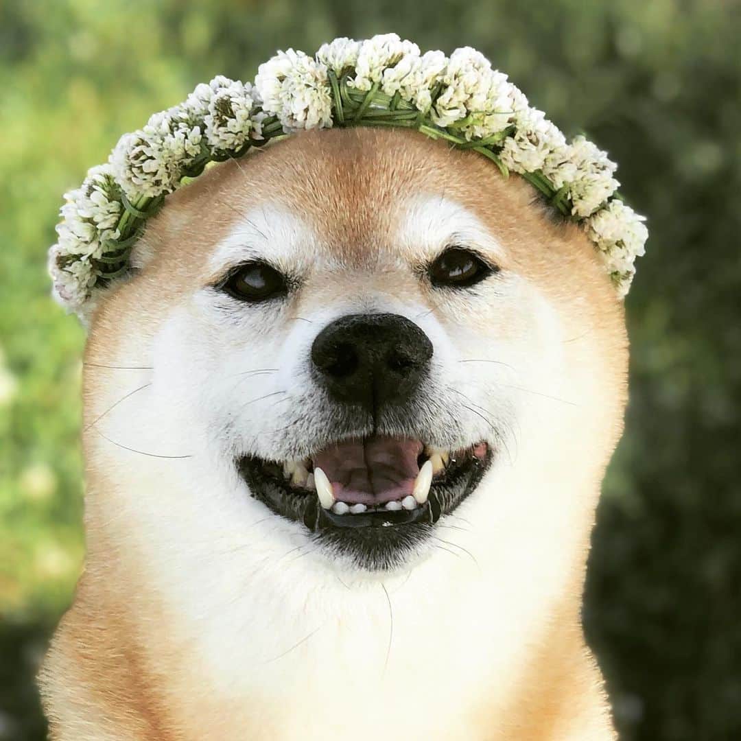 マロたんのインスタグラム：「😇😇😇 心の綺麗な人には、マロえもんじゃなくて天使に見えるんだね #shiba #shibainu #weeklyfluff」