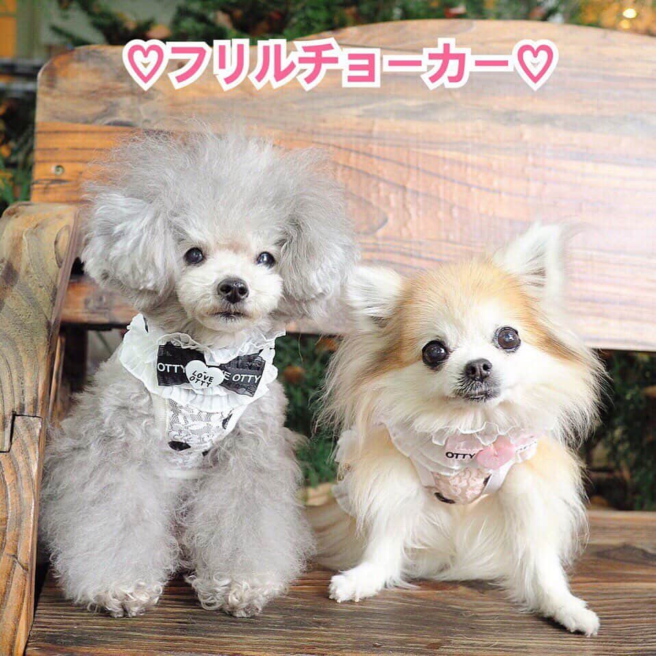 大原かおりさんのインスタグラム写真 - (大原かおりInstagram)「新作商品発売スタート🤗🐶💕 🌟その3:レースチョーカー🌟 ☺︎ レースドットメッシュタンクとお揃いで可愛いチョーカーを作りました🐶🎀 ☺︎ 上品なフリルに『LOVE OTTY』のリボンとハート型のパーツが付いたチョーカー🐶✨ 普段使いはもちろん、パーティや撮影会の時のお洒落コーディネートにもオススメです💞 ゆったり目に付けて、首元のアクセントに♪ オシャレのワンポイントに取り入れやすい便利チョーカーです😘🎀 ☺︎ カラー　３色展開 (1)ブラック(パーツ:白ハート) (2)ピンク(パーツ:ピンクハート) (3)ピンク(パーツ:白ハート) ☺︎ サイズ　Sサイズ・Mサイズ S：21cm～26cm(5cmのアジャスター付き) M：25cm～30cm(５cmのアジャスター付き) (※レースの幅は両サイズ共に６cm。) ゆったり目のサイズをお選び頂く事をオススメします♡ オシャレして夏のお出かけを楽しんでください💁‍♀️🐶💞 * #OttyDog #Otty #オッティ新作商品#ホームページ #発売スタート #レース #フリル #リボン #ハートパーツ #Dogwear #DogModel #poodle #chihuahua #狗 #宠物狗 #狗衣服 #😘❤️」5月26日 20時31分 - oharagaori_otty