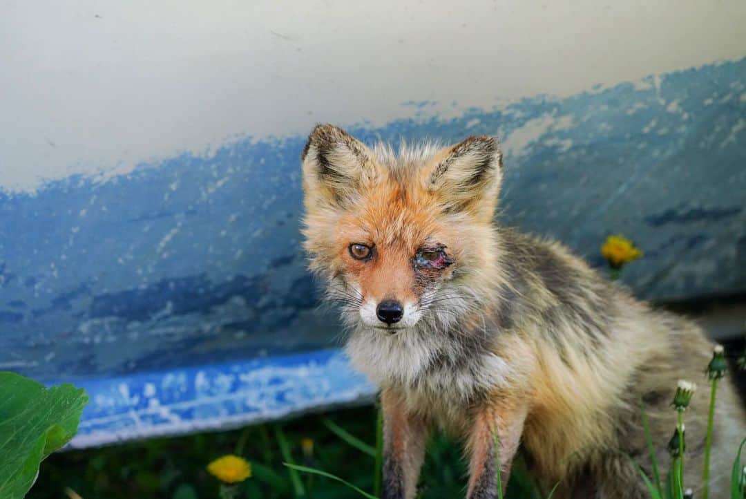 Hikaruのインスタグラム：「The moment I feel like looking away. There are sick offsprings, too.The moment I thought only a beautiful picture might not be a picture. With the life of the animal, I think. . いつものように君を見つけては追いかけた。民家の近くを歩いている君を。ファインダーの中の君をみた。目を背けたくなる瞬間。病気の子もいる。綺麗な写真ばかりが写真ではないかもしれないと思った。動物の命とはと考える。 . . #instagram #instagramjapan #igersjp #東京カメラ部 #tokyocameraclub #natgeo #yourshotphotographer #sony #bealpha #sonyalpha #pashadelic #naturephotography #naturegeography #fox#キタキツネに会いたい#キタキツネ #lovers_nippon #photogrena_natureわ#photo_shorttrip #japan #visitjapanjp #longexposure_japan #hokkaido #写真好きな人と繋がりたい」