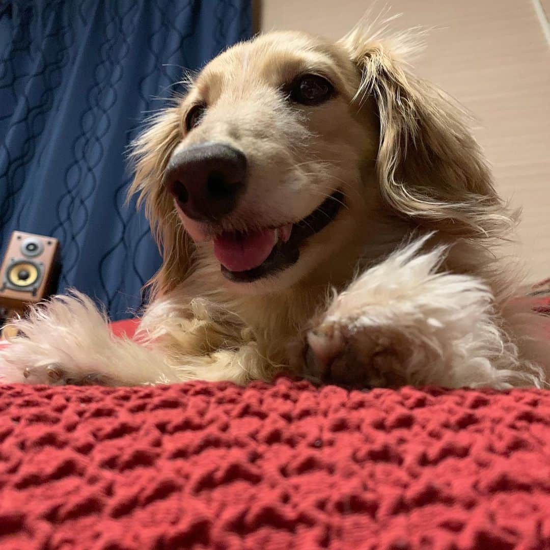ハッチ＆ニコのインスタグラム：「🐶うへへ あっちぃな  #カメラ嫌い同好会 #pecoいぬ部 #犬の生活が第一 #癒しわんこ #dachshund #犬バカ部 #短足部 #ふわもこ部 #tokyocameraclub #東京カメラ部」
