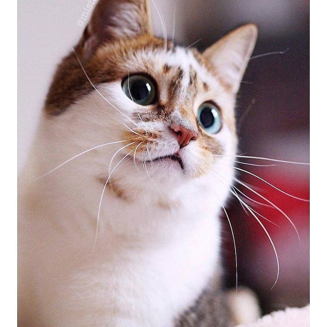 Cute Pets Dogs Catsさんのインスタグラム写真 - (Cute Pets Dogs CatsInstagram)「Beautiful cat 💖 Swipe 👉 to see more  Support our page with a 🧡  Notification ON 💙  From @mister.metzi #kittens_of_world and follow us to be featured 😸 #chat #neko #gato #gatto #meow #kawaii #nature #pet #animal #instacat #instapet #mycat #catlover #cat #cats #catofinstagram #catoftheday #catlover #catsagram #catlovers #cat_features #catlady #catlife #catlove #catsgram」5月26日 21時00分 - dailycatclub