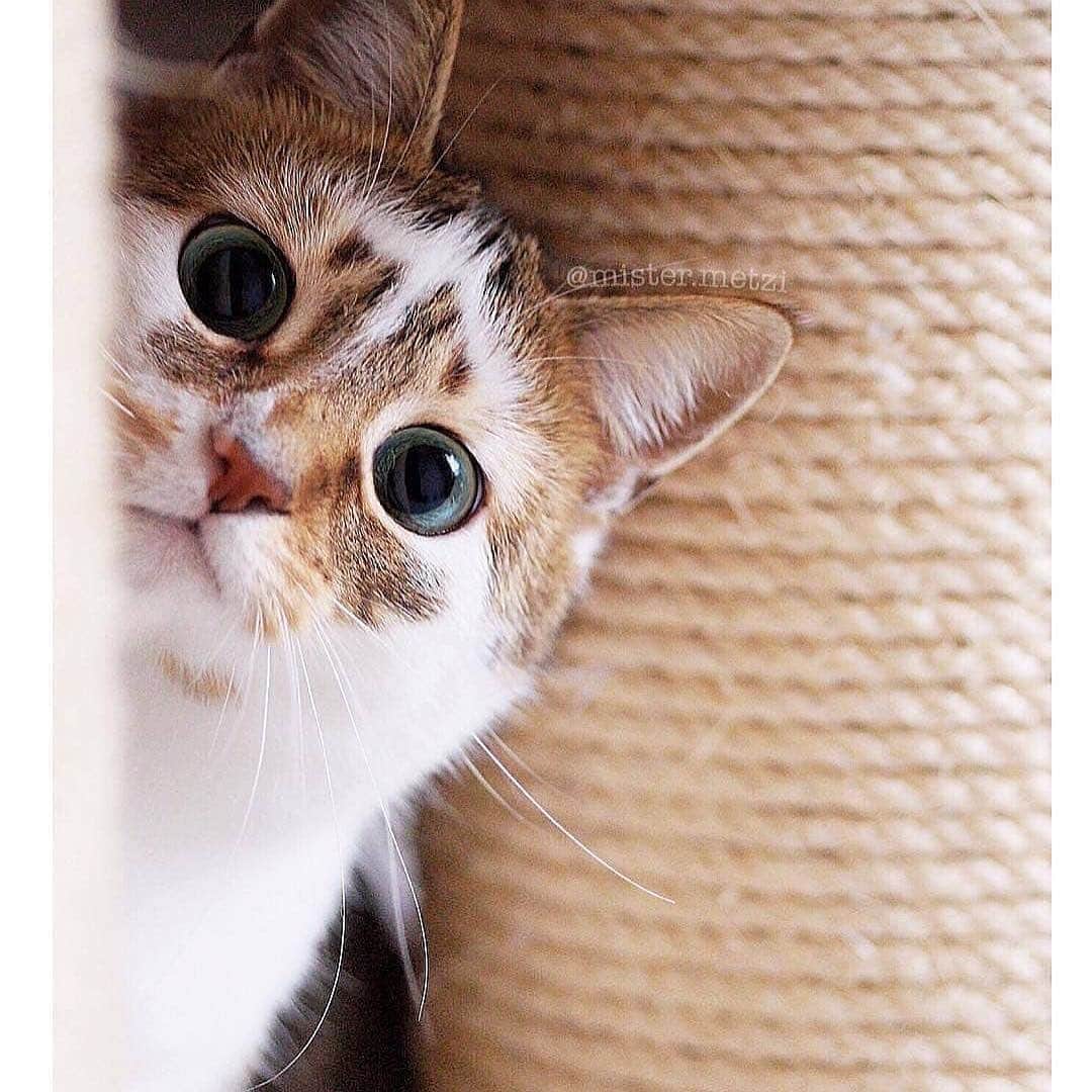 Cute Pets Dogs Catsさんのインスタグラム写真 - (Cute Pets Dogs CatsInstagram)「Beautiful cat 💖 Swipe 👉 to see more  Support our page with a 🧡  Notification ON 💙  From @mister.metzi #kittens_of_world and follow us to be featured 😸 #chat #neko #gato #gatto #meow #kawaii #nature #pet #animal #instacat #instapet #mycat #catlover #cat #cats #catofinstagram #catoftheday #catlover #catsagram #catlovers #cat_features #catlady #catlife #catlove #catsgram」5月26日 21時00分 - dailycatclub
