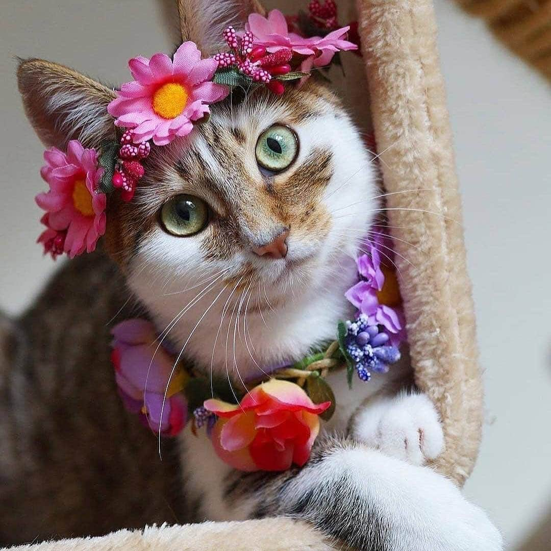 Cute Pets Dogs Catsさんのインスタグラム写真 - (Cute Pets Dogs CatsInstagram)「Beautiful cat 💖 Swipe 👉 to see more  Support our page with a 🧡  Notification ON 💙  From @mister.metzi #kittens_of_world and follow us to be featured 😸 #chat #neko #gato #gatto #meow #kawaii #nature #pet #animal #instacat #instapet #mycat #catlover #cat #cats #catofinstagram #catoftheday #catlover #catsagram #catlovers #cat_features #catlady #catlife #catlove #catsgram」5月26日 21時00分 - dailycatclub