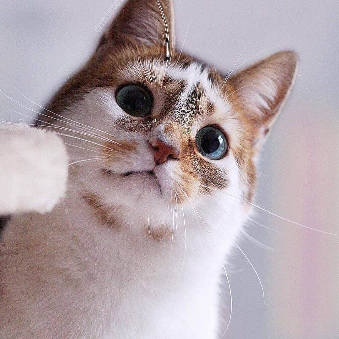 Cute Pets Dogs Catsさんのインスタグラム写真 - (Cute Pets Dogs CatsInstagram)「Beautiful cat 💖 Swipe 👉 to see more  Support our page with a 🧡  Notification ON 💙  From @mister.metzi #kittens_of_world and follow us to be featured 😸 #chat #neko #gato #gatto #meow #kawaii #nature #pet #animal #instacat #instapet #mycat #catlover #cat #cats #catofinstagram #catoftheday #catlover #catsagram #catlovers #cat_features #catlady #catlife #catlove #catsgram」5月26日 21時00分 - dailycatclub