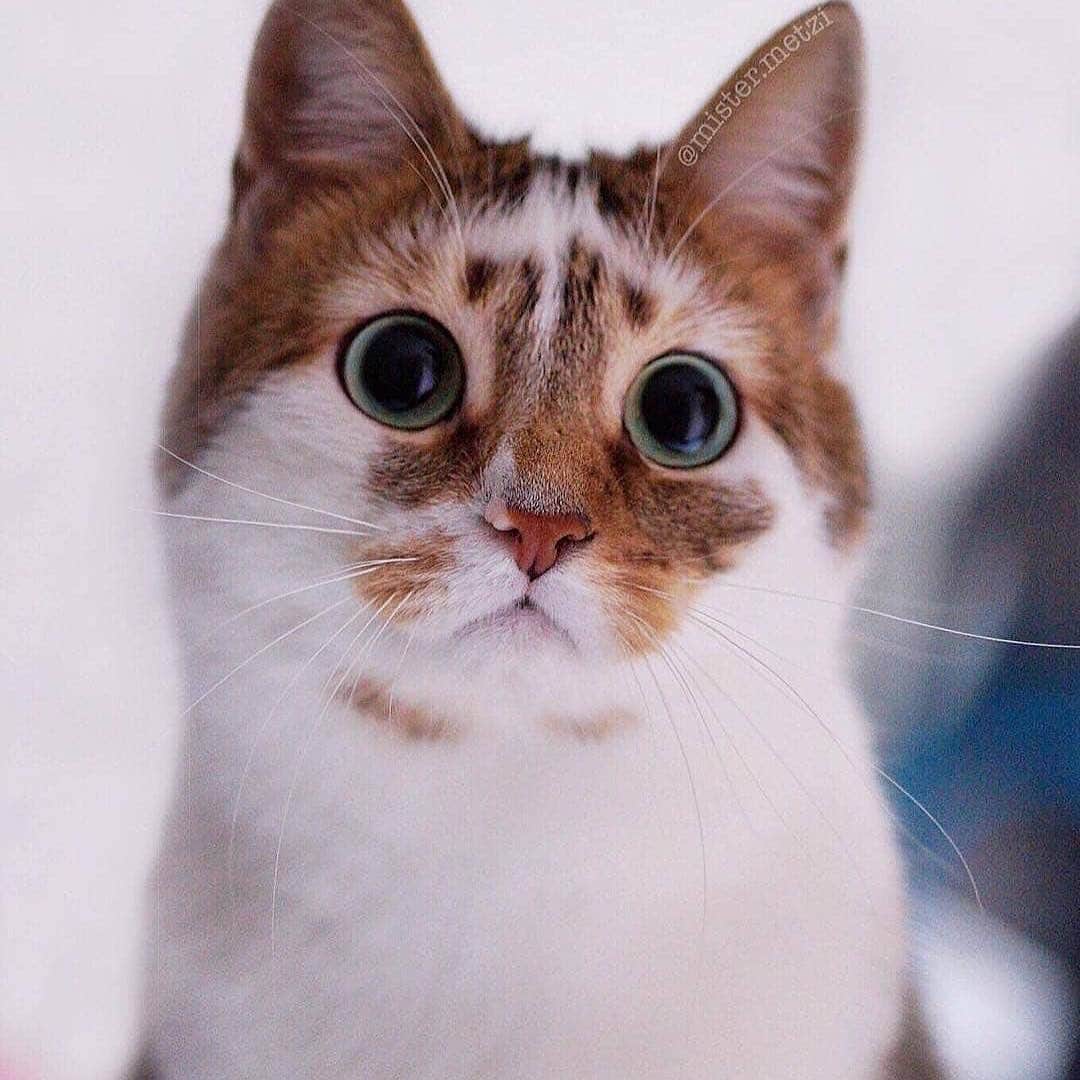 Cute Pets Dogs Catsさんのインスタグラム写真 - (Cute Pets Dogs CatsInstagram)「Beautiful cat 💖 Swipe 👉 to see more  Support our page with a 🧡  Notification ON 💙  From @mister.metzi #kittens_of_world and follow us to be featured 😸 #chat #neko #gato #gatto #meow #kawaii #nature #pet #animal #instacat #instapet #mycat #catlover #cat #cats #catofinstagram #catoftheday #catlover #catsagram #catlovers #cat_features #catlady #catlife #catlove #catsgram」5月26日 21時00分 - dailycatclub