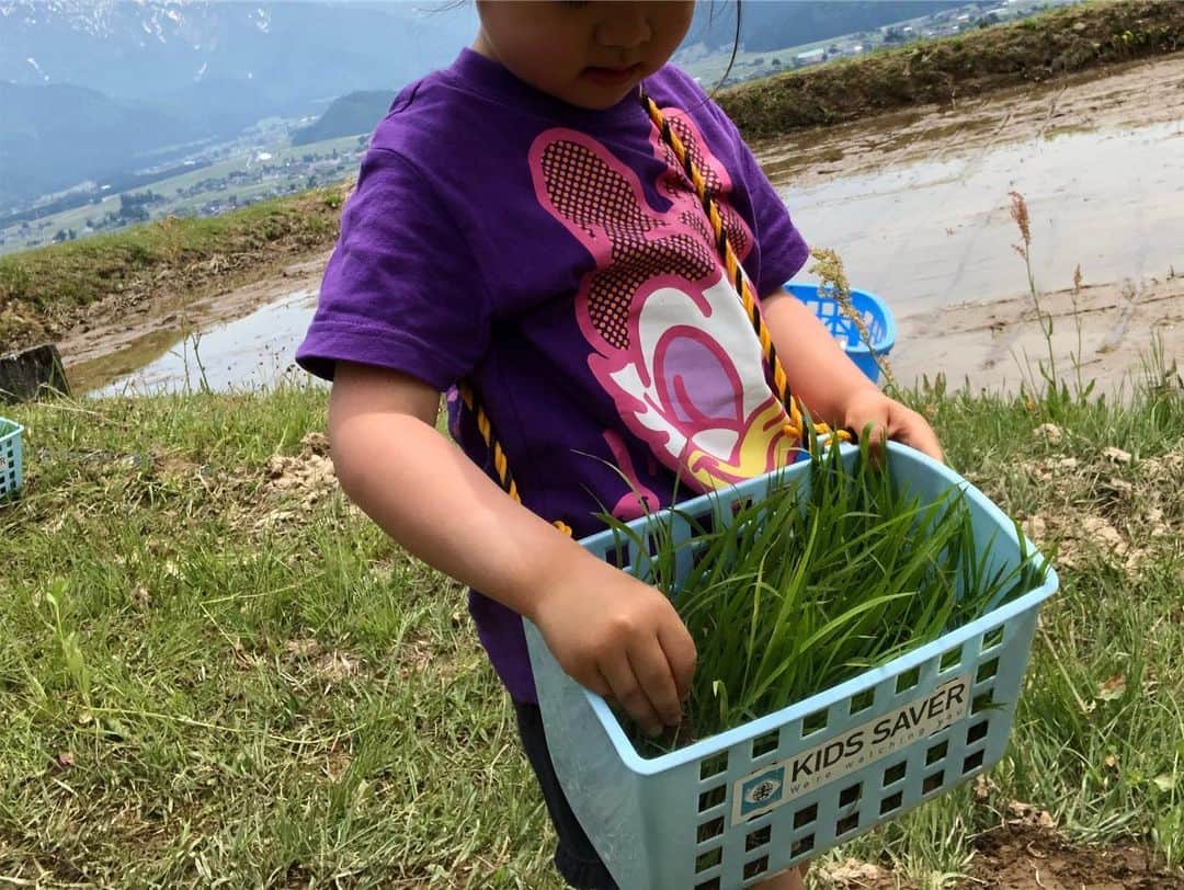 飯沼誠司さんのインスタグラム写真 - (飯沼誠司Instagram)「@kids_saver  理事を務めているNPO法人キッズセーバーの田植えチャレンジin南魚沼 娘や甥っ子、姪っ子たちも参加。 山に囲まれた素晴らしい環境で田植えに初挑戦。 ミシュランシェフの方々の組織 NPO法人FUUDOも連携して子供たちの農業体験イベントを通じての食育活動などを行った。 @satoyama10 自由人編集長 岩佐さん、kids saverのスタッフ、FUUDOの皆さん、参加者の皆さんみんなが楽しみながら食やその環境を考えるイベントは意義深い。 @kids_saver  @shunsuke_watanabe  @satoyama10  #kidssaver #田植え #初めての体験 #次は稲刈り #新潟 #kidscamp #農業体験 #国際交流 #riceplanting #threemichelinstars」5月26日 21時16分 - seiji_iinuma