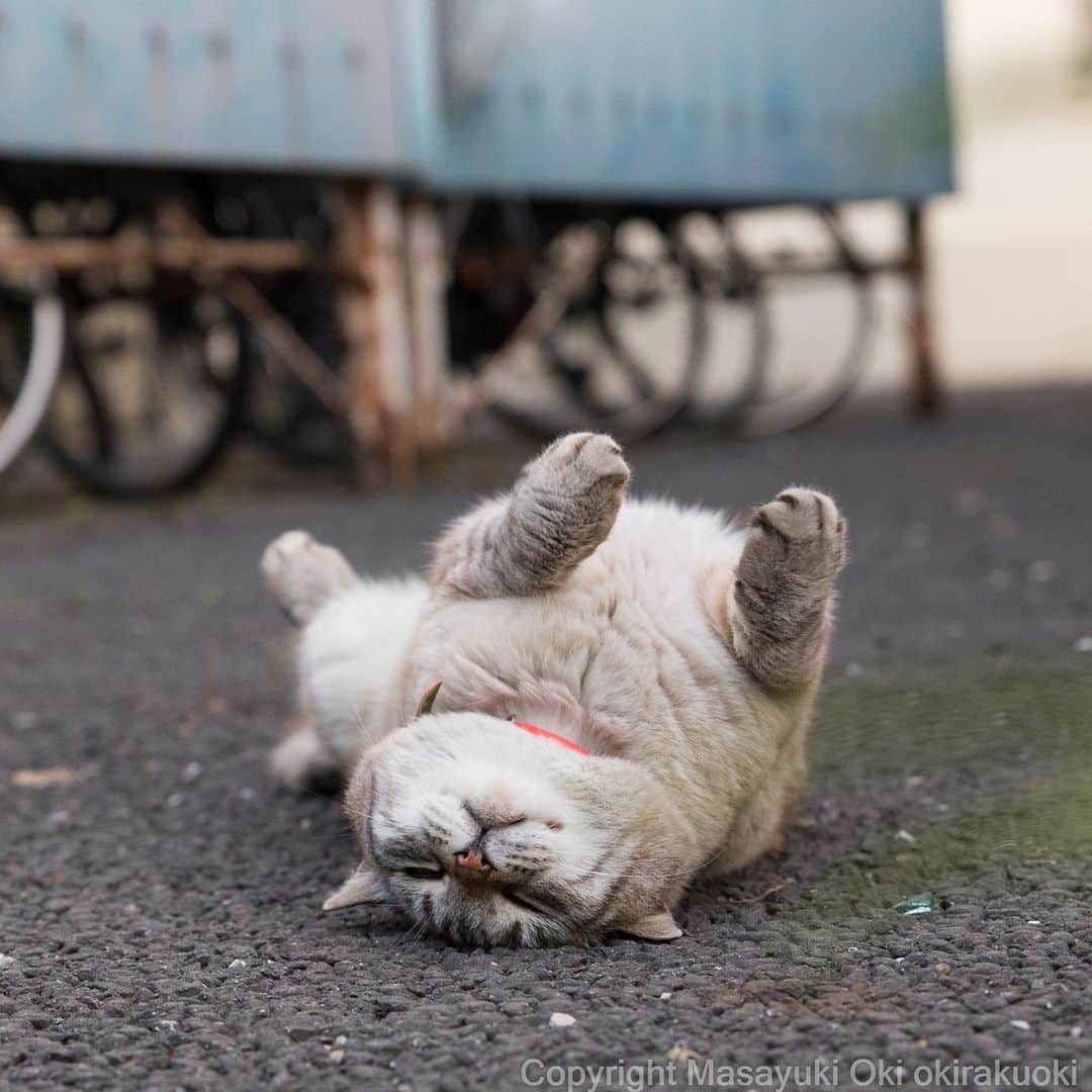 Masayukiさんのインスタグラム写真 - (MasayukiInstagram)「ごろーん。  #cat #ねこ」5月26日 21時23分 - okirakuoki