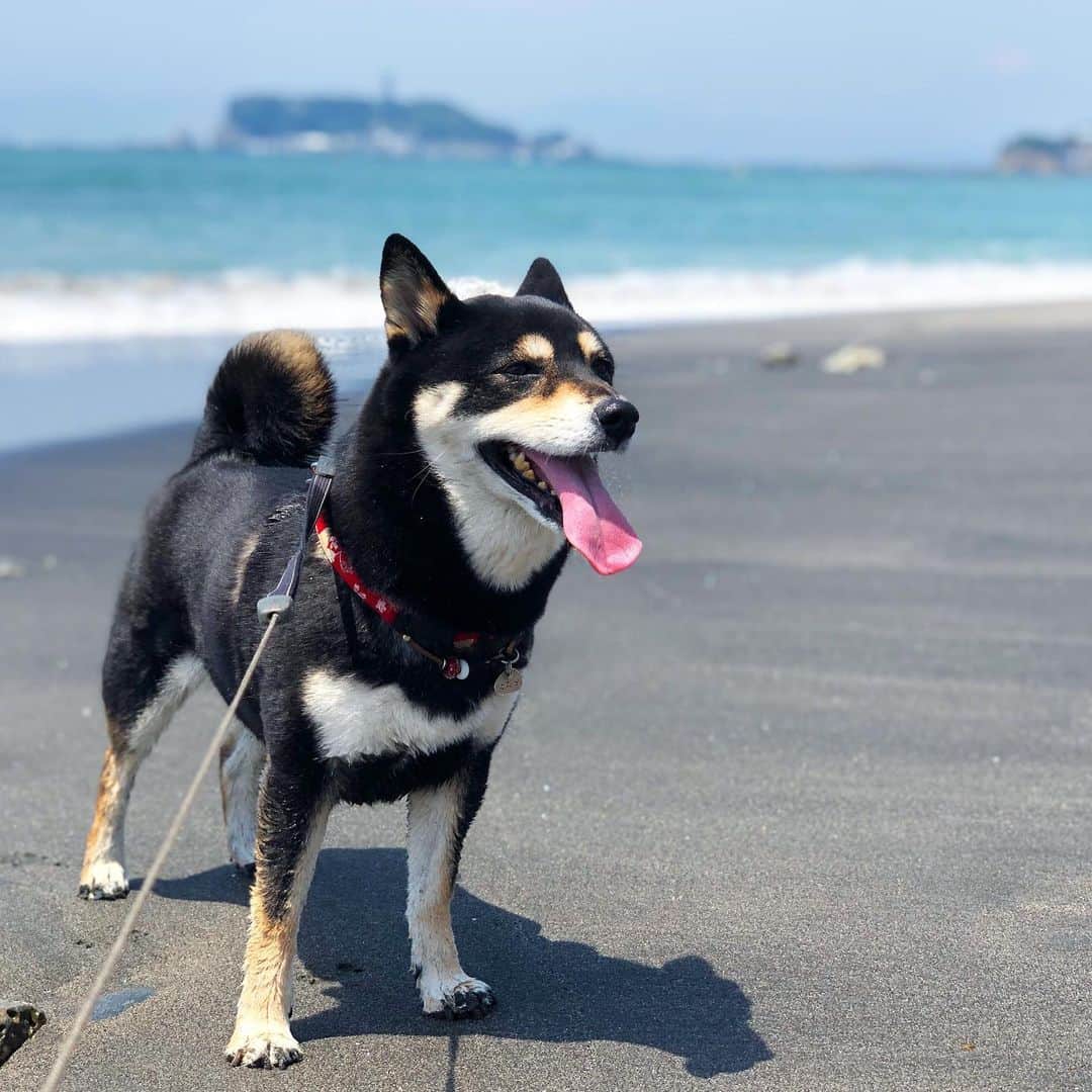 vo_coのインスタグラム：「☀️🌊 真夏日の今日、家族揃って湘南方面へお出かけー いつものコースで葉山→七里ガ浜→茅ヶ崎から高速 こたつさん久しぶりの砂浜に大はしゃぎでした！まあ砂まみれ潮まみれなので帰宅即シャンポーだったけどね 今度はもっと空いてる時にまた来ようね * #こたつの海遊び #タントテンポ臨時休業はショック #PacificDriveinは混み過ぎ #それでも楽しい湘南ドライブ #昼には帰ってみんなで昼寝 #shibastagram #instashiba #shiba #shibainu #黒柴 #柴犬」