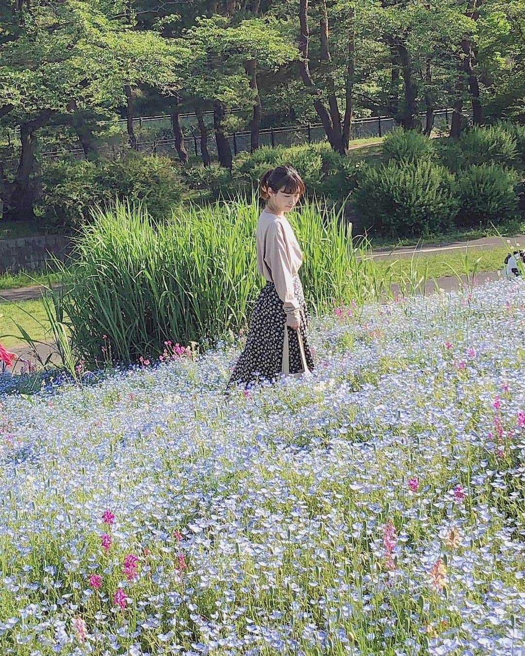 柏山奈々美さんのインスタグラム写真 - (柏山奈々美Instagram)「花の道を歩いてみた。  #ネモフィラ #ネモフィラ畑」5月26日 21時46分 - nanamikashiyama