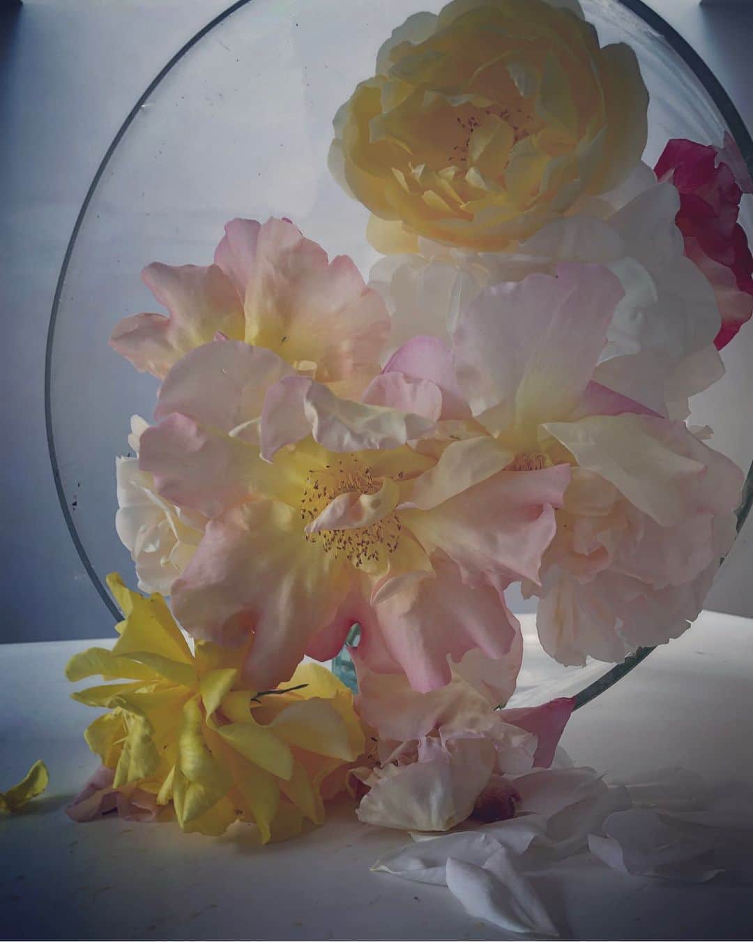 ニック・ナイトさんのインスタグラム写真 - (ニック・ナイトInstagram)「Roses from my garden. Sunday the 26th of May 2019.  Incredibly excited to be announcing my Rose exhibition at @albionbarn starting on the 23rd of June . More details to follow .」5月26日 21時54分 - nick_knight