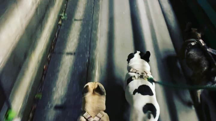 French Bulldog Lifeのインスタグラム