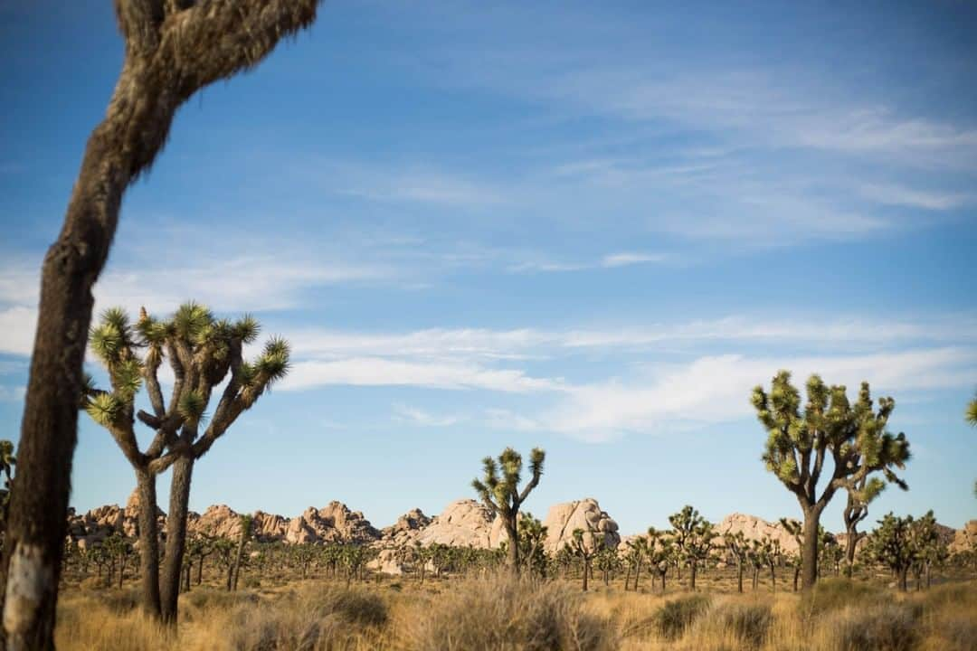 National Geographic Travelさんのインスタグラム写真 - (National Geographic TravelInstagram)「Photo by @sofia_jaramillo5 | Joshua trees are scattered across the landscape in Joshua Tree National Park, California. The park is located about 140 miles east of Los Angeles and combines two desert ecosystems, the Mojave and the Colorado. #joshuatree #travelusa #treesofinstagram」5月26日 22時02分 - natgeotravel