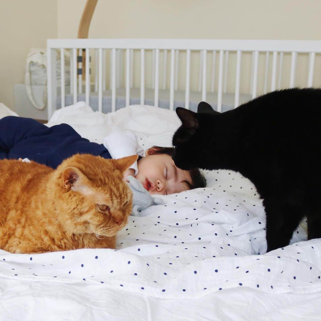 ギネス & ピムスさんのインスタグラム写真 - (ギネス & ピムスInstagram)「26/05/2019 Happy Sunday! ・ Morning naptime, with an ever watchful eye over the sleeping boy from a caring Guinness and Pimms. Enjoy the rest of your weekend! ・ ・ 凪くんのお昼寝を見守る ギネピム兄さん。 凪くんが産まれてから あんなに悪ガキだったピム丸が お兄ちゃんらしくなったと思う！ それに比べて ギネスは相変わらずかまってちゃん。笑 ・ ・ #ギネスくん #ピムスくん #ギネピムと凪くん  #5monthsold #babyboy #男の子ベビー #赤ちゃんのいる生活 #赤ちゃんのいる暮らし #赤ちゃんと猫」5月26日 22時14分 - rina_takei