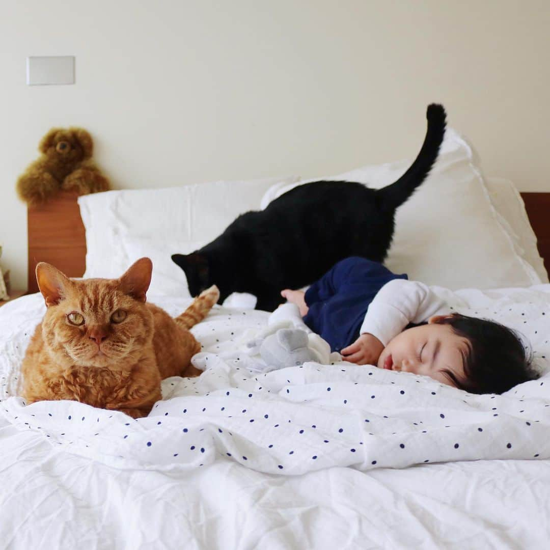 ギネス & ピムスさんのインスタグラム写真 - (ギネス & ピムスInstagram)「26/05/2019 Happy Sunday! ・ Morning naptime, with an ever watchful eye over the sleeping boy from a caring Guinness and Pimms. Enjoy the rest of your weekend! ・ ・ 凪くんのお昼寝を見守る ギネピム兄さん。 凪くんが産まれてから あんなに悪ガキだったピム丸が お兄ちゃんらしくなったと思う！ それに比べて ギネスは相変わらずかまってちゃん。笑 ・ ・ #ギネスくん #ピムスくん #ギネピムと凪くん  #5monthsold #babyboy #男の子ベビー #赤ちゃんのいる生活 #赤ちゃんのいる暮らし #赤ちゃんと猫」5月26日 22時14分 - rina_takei