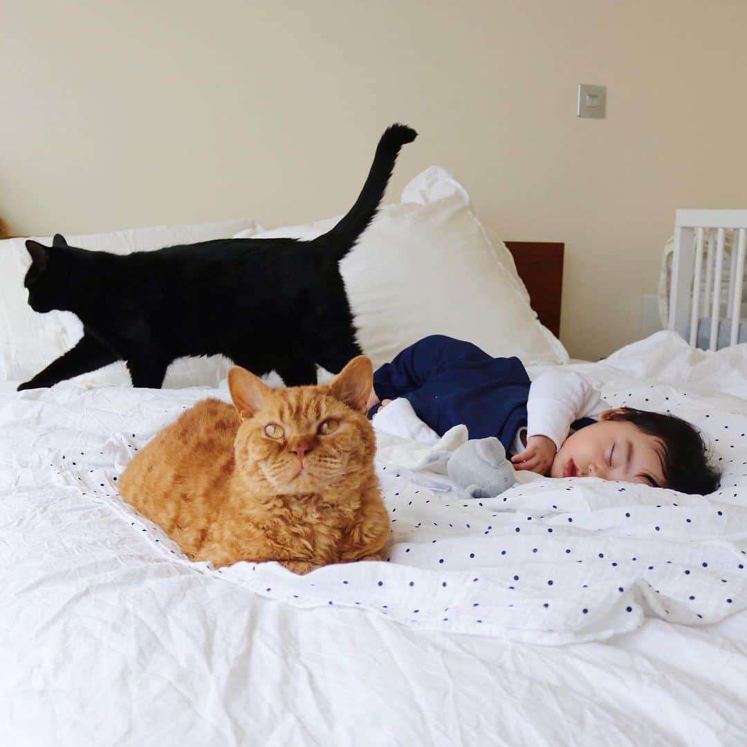 ギネス & ピムスさんのインスタグラム写真 - (ギネス & ピムスInstagram)「26/05/2019 Happy Sunday! ・ Morning naptime, with an ever watchful eye over the sleeping boy from a caring Guinness and Pimms. Enjoy the rest of your weekend! ・ ・ 凪くんのお昼寝を見守る ギネピム兄さん。 凪くんが産まれてから あんなに悪ガキだったピム丸が お兄ちゃんらしくなったと思う！ それに比べて ギネスは相変わらずかまってちゃん。笑 ・ ・ #ギネスくん #ピムスくん #ギネピムと凪くん  #5monthsold #babyboy #男の子ベビー #赤ちゃんのいる生活 #赤ちゃんのいる暮らし #赤ちゃんと猫」5月26日 22時14分 - rina_takei