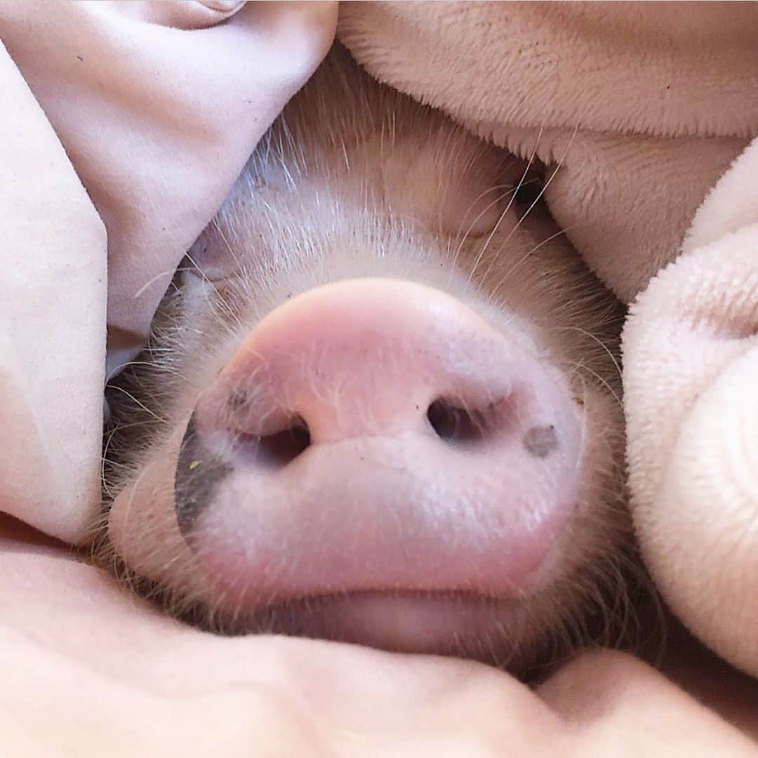 Priscilla and Poppletonさんのインスタグラム写真 - (Priscilla and PoppletonInstagram)「Happy Snout Sunday from yours truly!🐽 Have y’all noticed my new Marilyn Monroe style beauty mark on my snout? It just popped up this year, and I am six. Pigs often develop markings later in life. In fact all five of us were born with solid pink snouts. Pop and Penn are the only ones who haven’t developed any snout markings yet. Pop likes to tell people he’s so handsome he doesn’t  need a beauty mark. But let’s not forget about those eyebrows you grew Silly Pop!🐷🙈#eyebrowsonfleek #beautymark #snoutsunday #pigsinablanket #PrissyandPop」5月26日 22時23分 - prissy_pig