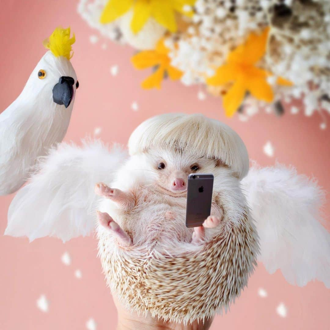 ダーシーさんのインスタグラム写真 - (ダーシーInstagram)「Angel Selfie 👼🤳✨ ・ ・ ・ 天使の羽で自撮りしたよ🦔✨ ・ Wings made by @chunstagram41」5月26日 22時38分 - darcytheflyinghedgehog