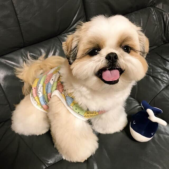 りんくさんのインスタグラム写真 - (りんくInstagram)「How do I look? 😃 I love this happy smile Tank top!  Thank you Aunt @cubr.fairies 😉🐶🎁 * * * * * 可愛いプレゼントが届いたのです✨ くぅぶぅちゃんとおそろのタンクだって～❣️ @cubr.fairies どうもありがとう😘🐶🐶🐶💝 これを着て連日の猛暑も笑顔で乗り切るゾ☀️ (朝んぽの後の撮影で👅出てます) ・ ☑︎ハンドメイドのわんこ服は @ume_1022 さんに作っていただきました👕✨ うめママさん、この度はどうもありがとうございました😊🐶❤️」5月26日 22時30分 - link.jpn