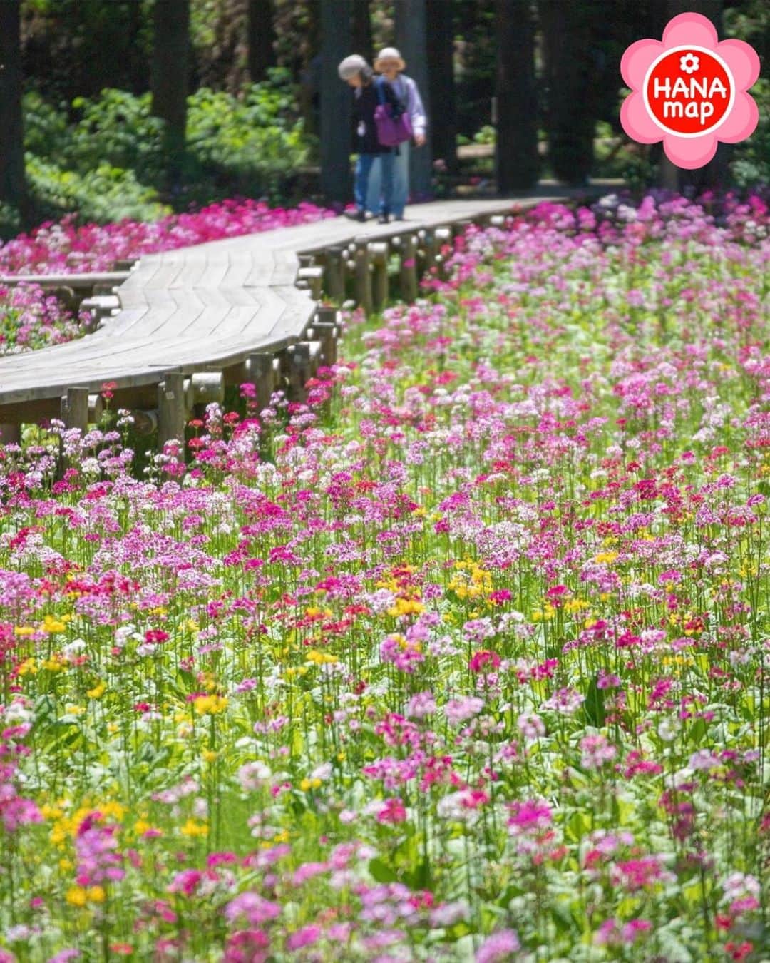 はなまっぷ❁日本の花風景さんのインスタグラム写真 - (はなまっぷ❁日本の花風景Instagram)「🌸はなまっぷ🌸 * @__cerisier__89 さんの 花のある風景に花まるを💮 * 幸せな気分になれる九輪草のカラフルなお花畑をありがとうございます😊🌸 * * 長野  #九十九谷森林公園 Takagi, Nagano Pref. * 🌼クリンソウの花言葉📝🌼 幸福を重ねる、物覚えのよさ * 見頃を過ぎている場所もご紹介しています。お出かけの際はHP等で最新の情報をご確認くださいね🙏🌸 * 🌸•••🌸•••🌸•••🌸•••🌸•••🌸 * いつも素敵なお花をありがとうございます😊 日本の花のある風景にタグ付けしてください🌸 お花があれば何でもOKです💓 * #はなまっぷ * #日本の美しい花風景#花のある風景#花#花言葉#花畑#クリンソウ#九輪草#くりん草園#喬木村」5月26日 22時42分 - hanamap