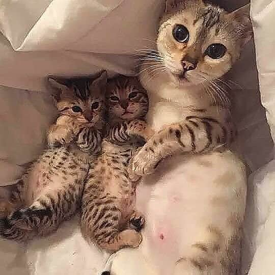 Cute Pets Dogs Catsさんのインスタグラム写真 - (Cute Pets Dogs CatsInstagram)「Family photo! 😄❤️ 📩 Submit your cat’s photo to be featured! ❤️ . . . From @kate  Notification ON 💙  #kittens_of_world and notifications ON to be featured! 😻  #cat #cats #catofinstagram #catoftheday #catlover #catsagram #catlovers #cat_features #catlady #cateye #catholic #catlife #catlove #catsgram #cutecat #cutecats #cutest #meow #kittycat #topcatphoto #kittylove #mycat #instacats #instacat #ilovecat #kitties #gato #kittens #kitten」5月27日 4時25分 - dailycatclub