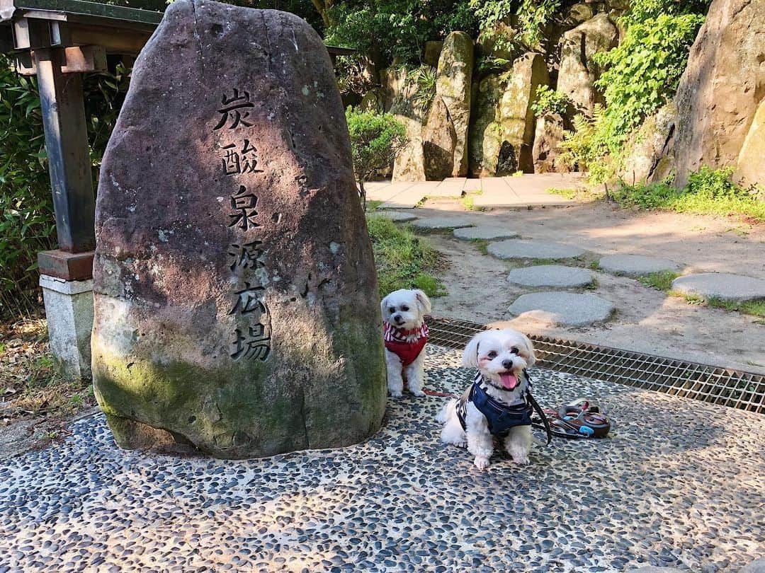 七菜香さんのインスタグラム写真 - (七菜香Instagram)「ココラキさんも一緒に小旅行🐶✨ 初めて温泉街を探索して たくさん歩いてお疲れの模様😂😂 楽しそうな顔がみれて癒される☺️ ・ 日本はもっと動物と暮らしやすい国になってほしいナ. 旅で感じた事、またブログに書こう📝 GOOD NIGHT★ ・ ・ ・ ・ ・ ・ ・ #shorttrip #japan #hotsprings #arimaonsen #withdogs #dayoff #sundayfunday #pregnantlife #9months #instagood #instatravel #犬のいる暮らし #マルチーズ #有馬温泉 #小旅行 #マタニティ旅行 #夫婦旅 #マタニティライフ #♨️」5月26日 22時57分 - nanaka0118