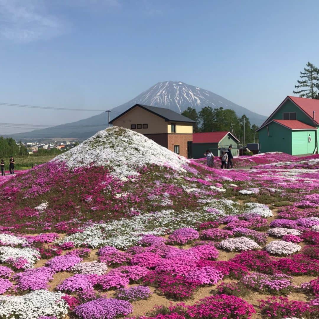 佐藤彩さんのインスタグラム写真 - (佐藤彩Instagram)「芝桜と羊蹄山🌸﻿ 絶妙な彩りバランス…✨﻿ ﻿ 倶知安町にある、三島さんの芝ざくら庭園を見てきました😊﻿ ここは、元農家という三島さんが育て上げた、約4000平方メートルの庭園🌸﻿ ﻿ こんなにも手入れの行き届いた美しい個人のお庭を、ご好意で無料で鑑賞させてもらえるだなんて、ありがたいですね☺️﻿ ﻿ 思わず「わぁ〜綺麗！」と言ってしまうお庭✨﻿ 残雪の羊蹄山とニセコ連峰に見立てて植えられたという、白とピンクの芝桜のコントラストがとっても鮮やかで美しい🌸﻿ うっとり…☺️✨﻿ ﻿ ちょうど菜の花も咲いていて黄色も加わると、より鮮やかさが増しますね🌸﻿ ﻿ そして、よく見てみると…これはアスパラ？！﻿ ﻿ 芝桜の甘い香りに包まれて幸せな気分になりますし、いろいろな発見もできる素敵なお庭です😊﻿ ﻿ また、駐車場から歩いていく途中にある二世古酒造で酒粕アイスをいただくと…﻿ さらに幸せ度アップになりましたよ〜☺️ ﻿ ﻿ ﻿ #三島さんの芝ざくら庭園 #倶知安町 #芝ざくら #見頃﻿ #羊蹄山 #残雪 #菜の花と芝桜 #二世古酒造 #酒かすアイス #幸せスポット #アナウンサー #佐藤彩 ﻿ ﻿」5月26日 23時00分 - hbc_ayasato