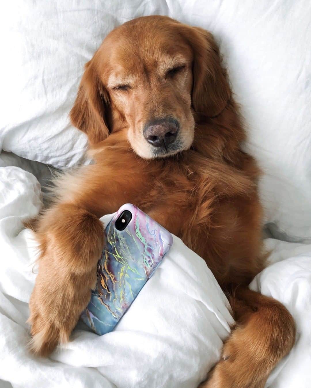 VELVETCAVIARさんのインスタグラム写真 - (VELVETCAVIARInstagram)「The happiest feeling is not having to wake up to an alarm. Who agrees? 🐶💤 Double tap if this is you RN. #memorialdayweekend⠀⠀⠀⠀⠀⠀⠀⠀⠀ ⠀⠀⠀⠀⠀⠀⠀⠀⠀ 🌙 Holo Moonstone Marble Case. Get yours @velvetcaviar. #dogsofinstagram #velvetcaviar ⠀⠀⠀⠀⠀⠀⠀⠀⠀ ⠀⠀⠀⠀⠀⠀⠀⠀⠀ 📸: @danielleebrownn」5月26日 23時03分 - velvetcaviar