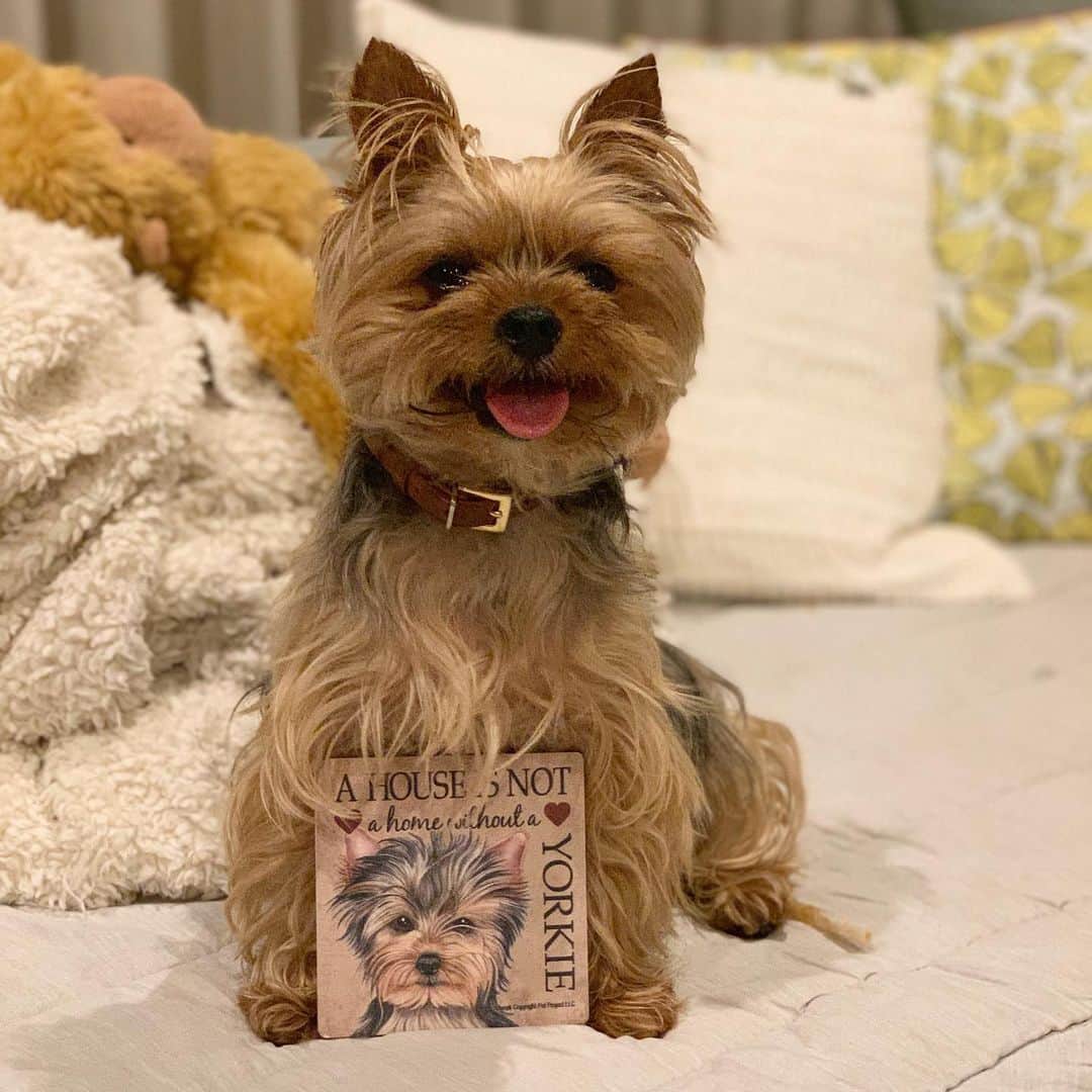 Rubyさんのインスタグラム写真 - (RubyInstagram)「A house is not a home without a Yorkie ❤️ I’m back home from my grandparents🐶🌴🌺 ただいま🐶💕❤️ #yorkie #yorkshireterrier #ヨーキー #ヨークシャテリア」5月26日 23時29分 - ruby_the_yorkie