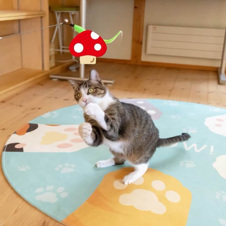 マアルのインスタグラム：「#まを店長」